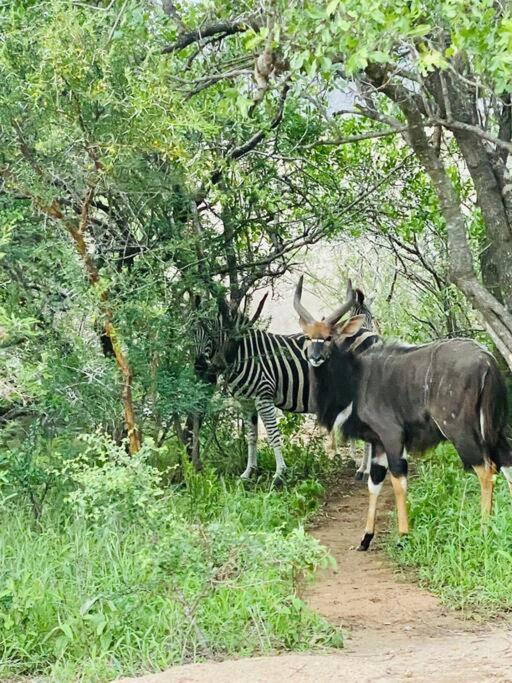 호에드스프뤼트 Wildheart Safari - Zesty Zebra 아파트 외부 사진
